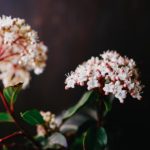 晩御飯 すきやき