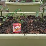 家庭菜園はじめました！