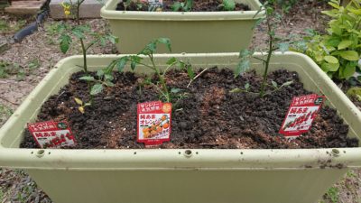 家庭菜園はじめました！