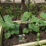 家庭菜園　大きくなってる！