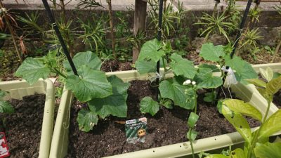 家庭菜園　大きくなってる！