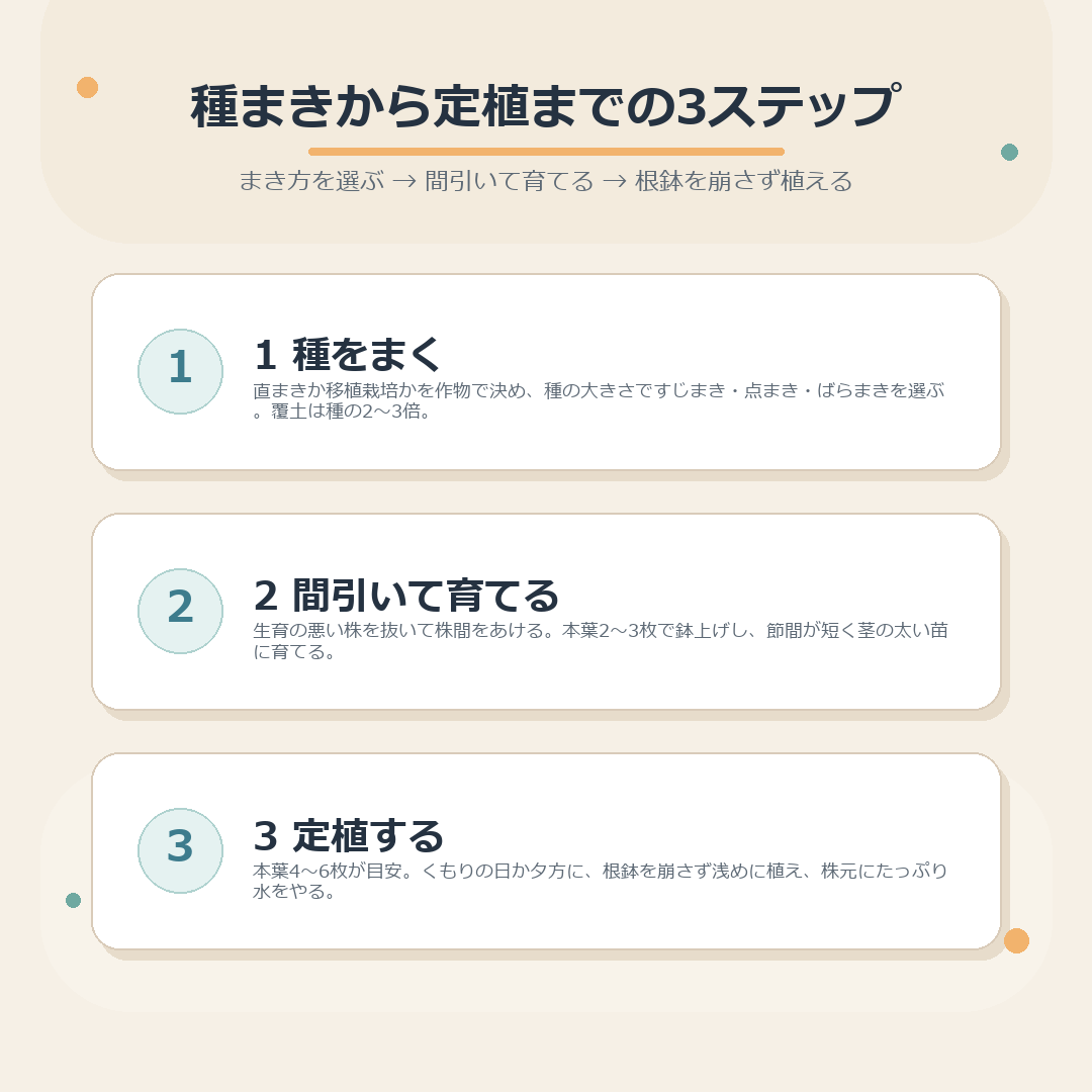 種まき・間引きと育苗・定植の3段階をまとめた図