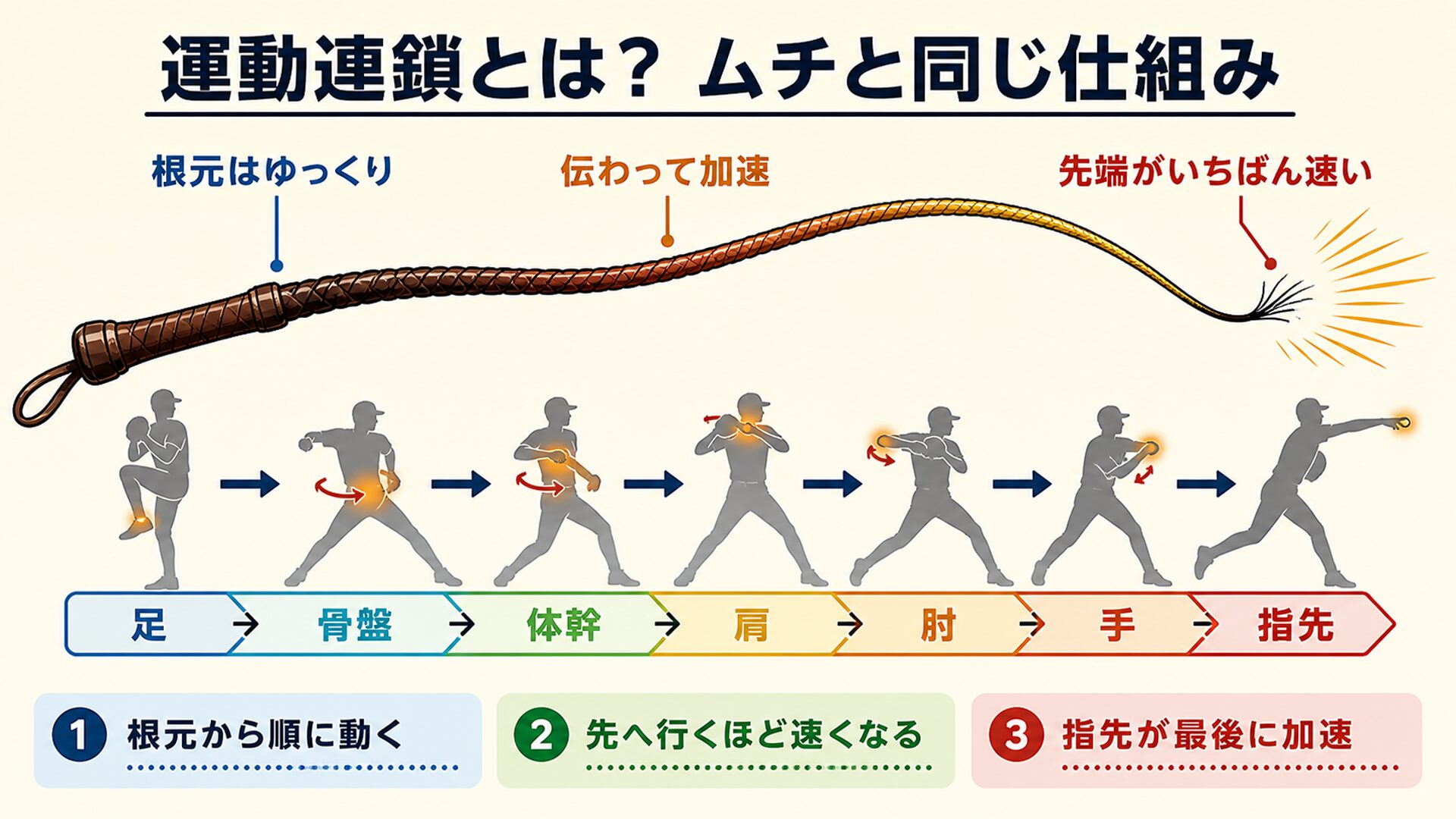 運動連鎖をムチにたとえた図解