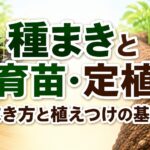 中学技術【種まきと育苗・定植】すじまき・点まき・間引き・植えつけをわかりやすく解説