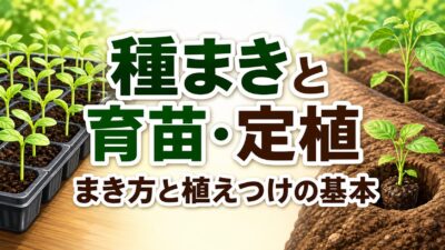 中学技術【種まきと育苗・定植】すじまき・点まき・間引き・植えつけをわかりやすく解説