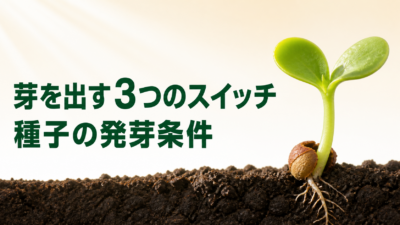 中学技術【種子の発芽条件】水・温度・酸素の3つと発芽率の求め方をわかりやすく解説