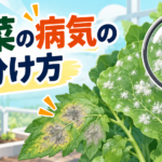 【中学技術】野菜の病気3つの見分け方｜うどんこ病・べと病・立枯病
