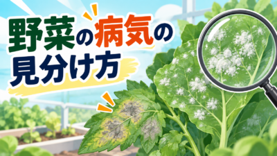 【中学技術】野菜の病気3つの見分け方｜うどんこ病・べと病・立枯病