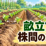 畝立てと株間のコツをわかりやすく解説｜中学技術で学ぶ間隔と収量の関係