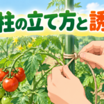 中学技術【支柱の立て方と誘引】倒さない・折らないコツをわかりやすく解説