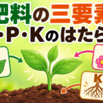 肥料の三要素(N・P・K)の覚え方｜欠乏症状の見分け方を中学生向けに解説