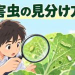 【中学技術】害虫の見分け方3種｜アブラムシ・ヨトウムシ・ハダニ
