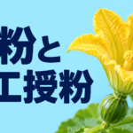 人工授粉のやり方と実がならない原因3つ【中学技術】受粉のしくみ