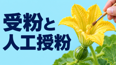 人工授粉のやり方と実がならない原因3つ【中学技術】受粉のしくみ